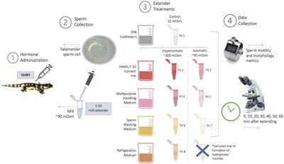 Comparing novel sperm extenders for the internally-fertilizing tiger salamander (Ambystoma tigrinum)